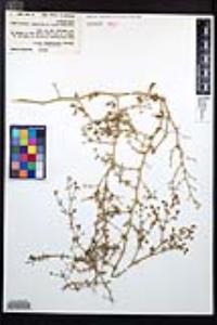 Fagonia pachyacantha image