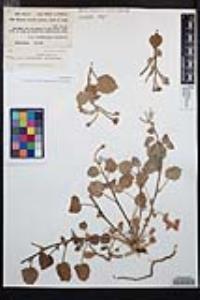 Chylismia cardiophylla image