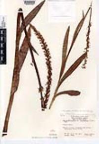 Platanthera dilatata image