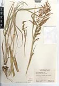 Panicum antidotale image