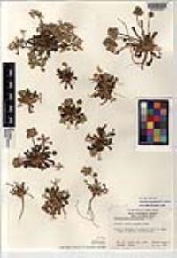 Calyptridium monospermum image