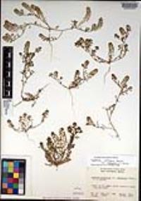 Lepidium oblongum var. insulare image