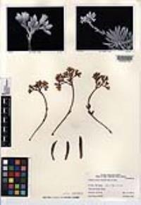 Dudleya linearis image