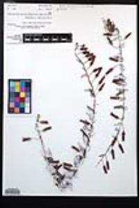 Dudleya pulverulenta image