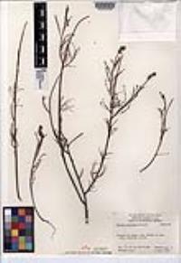 Marina catalinae image