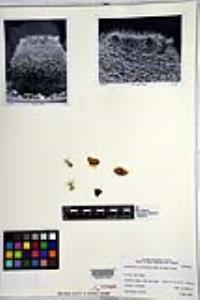 Mammillaria evermanniana image