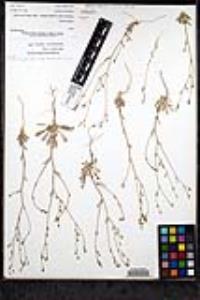 Gilia ochroleuca image
