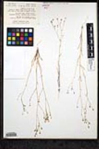 Gilia ochroleuca var. exilis image