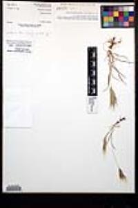 Bromus rubens image