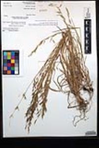 Bromus berteroanus image