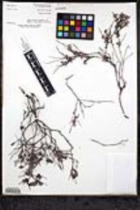 Eriogonum wrightii var. taxifolium image