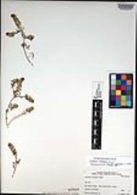 Lepidium oblongum var. insulare image