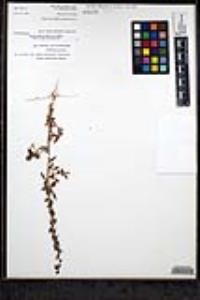 Sairocarpus pusillus image