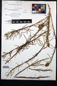 Ericameria palmeri image
