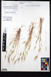 Bromus rubens image