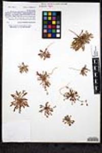 Chorizanthe chaetophora image
