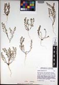 Lepidium lasiocarpum image