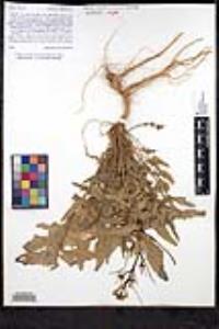 Sisymbrium orientale image