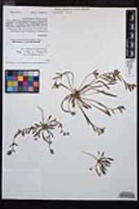 Camissoniopsis lewisii image