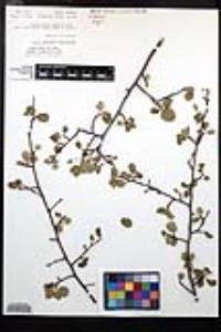 Amelanchier utahensis image