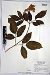 Sambucus cerulea image