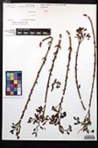 Dudleya cultrata image