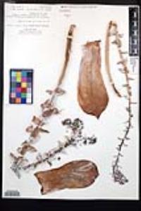 Dudleya pulverulenta image