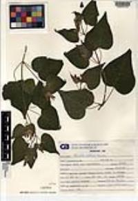 Mirabilis triflora image