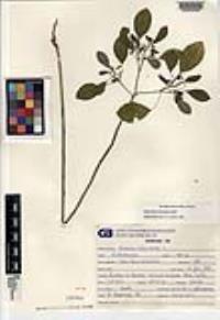 Euphorbia chersonesa image