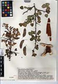 Haematoxylum brasiletto image