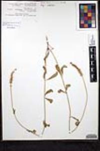 Salvia lavanduloides image