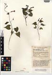 Ipomoea cristulata image