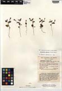 Jacquemontia agrestis image