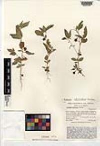 Solanum adscendens image