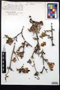 Viscainoa geniculata var. geniculata image