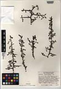 Lycium exsertum image