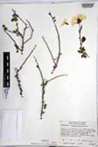 Cordia parvifolia image
