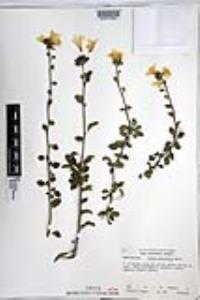 Cordia parvifolia image