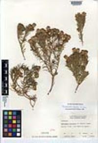 Peucephyllum schottii image