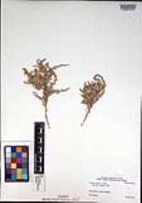 Atriplex julacea image