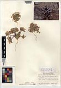 Langloisia setosissima subsp. setosissima image