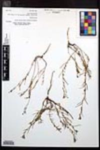 Camissonia strigulosa image