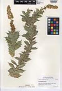 Ambrosia ilicifolia image