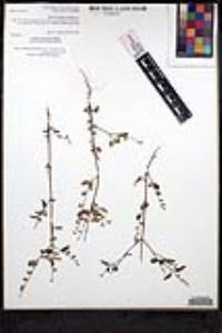 Salvia misella image