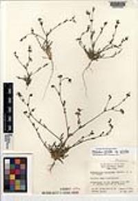 Allophyllum gilioides subsp. gilioides image