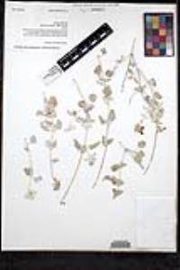 Salvia cedrosensis image