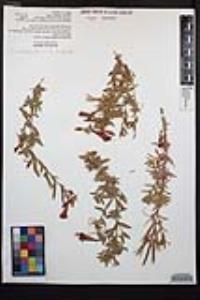 Epilobium canum image