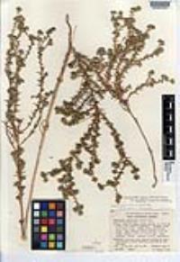 Centromadia parryi subsp. australis image