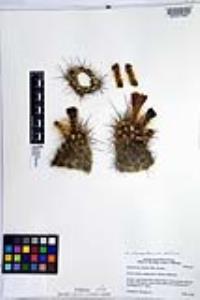 Echinocereus polyacanthus var. pacificus image