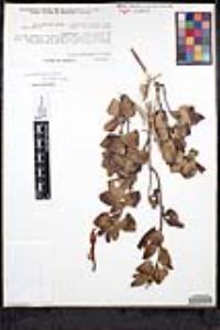 Salvia regla image
